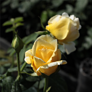 Svetlo rumena - Vrtnica plezalka